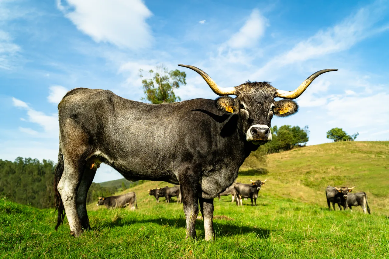 Toro de raza tudanca en un prado de Cantabria, con la manada al fondo