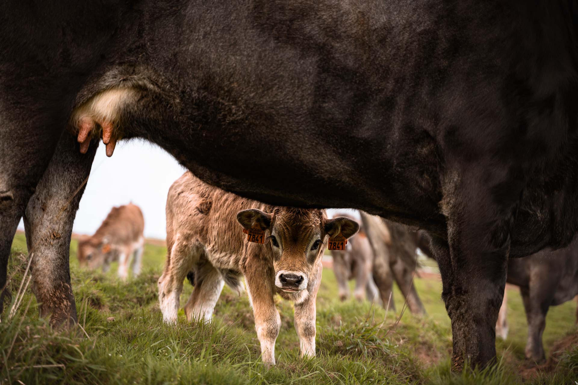 Un ternero de vaca tudanca de Carniceria Quintana.