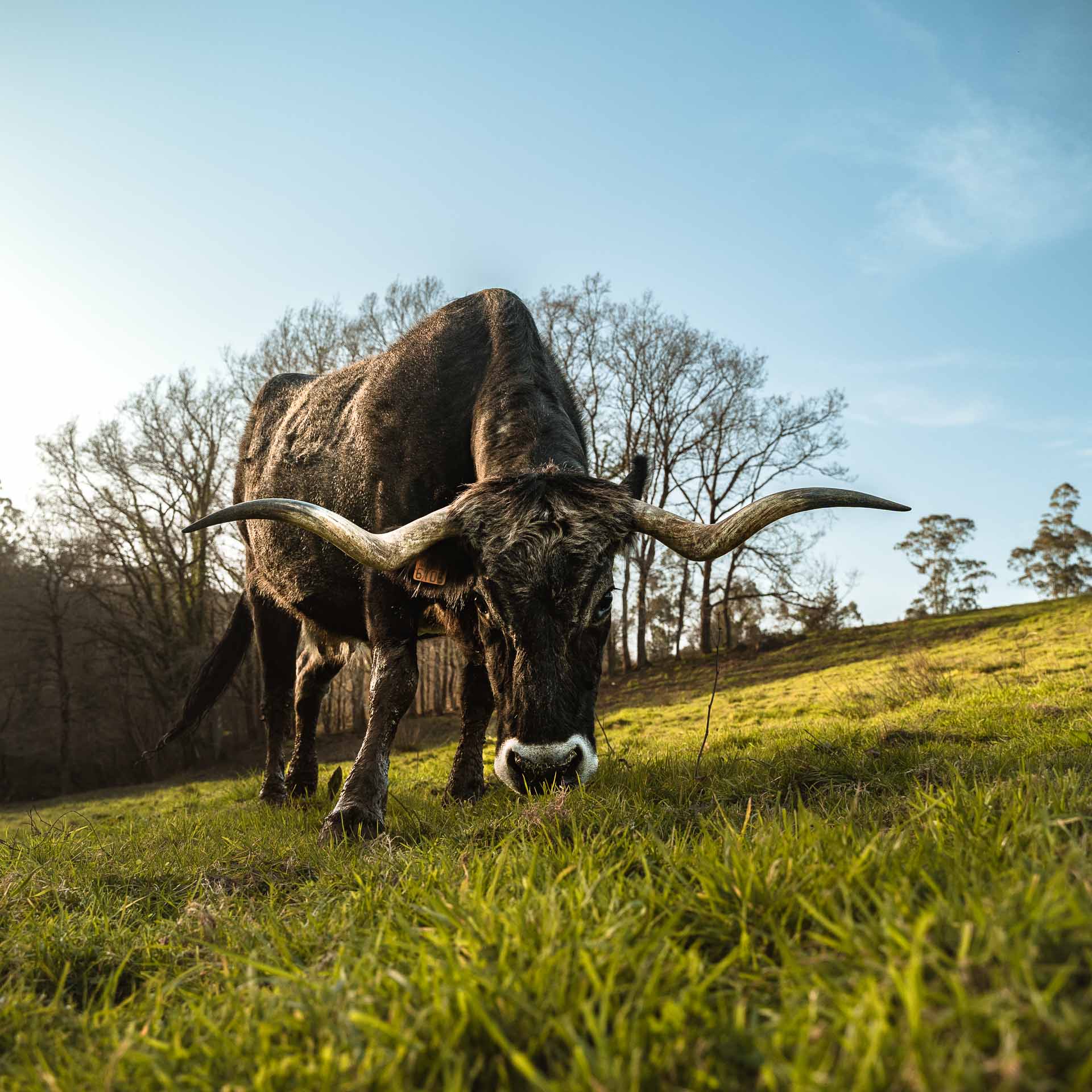 Una vaca tudanca pastando en Cantabria