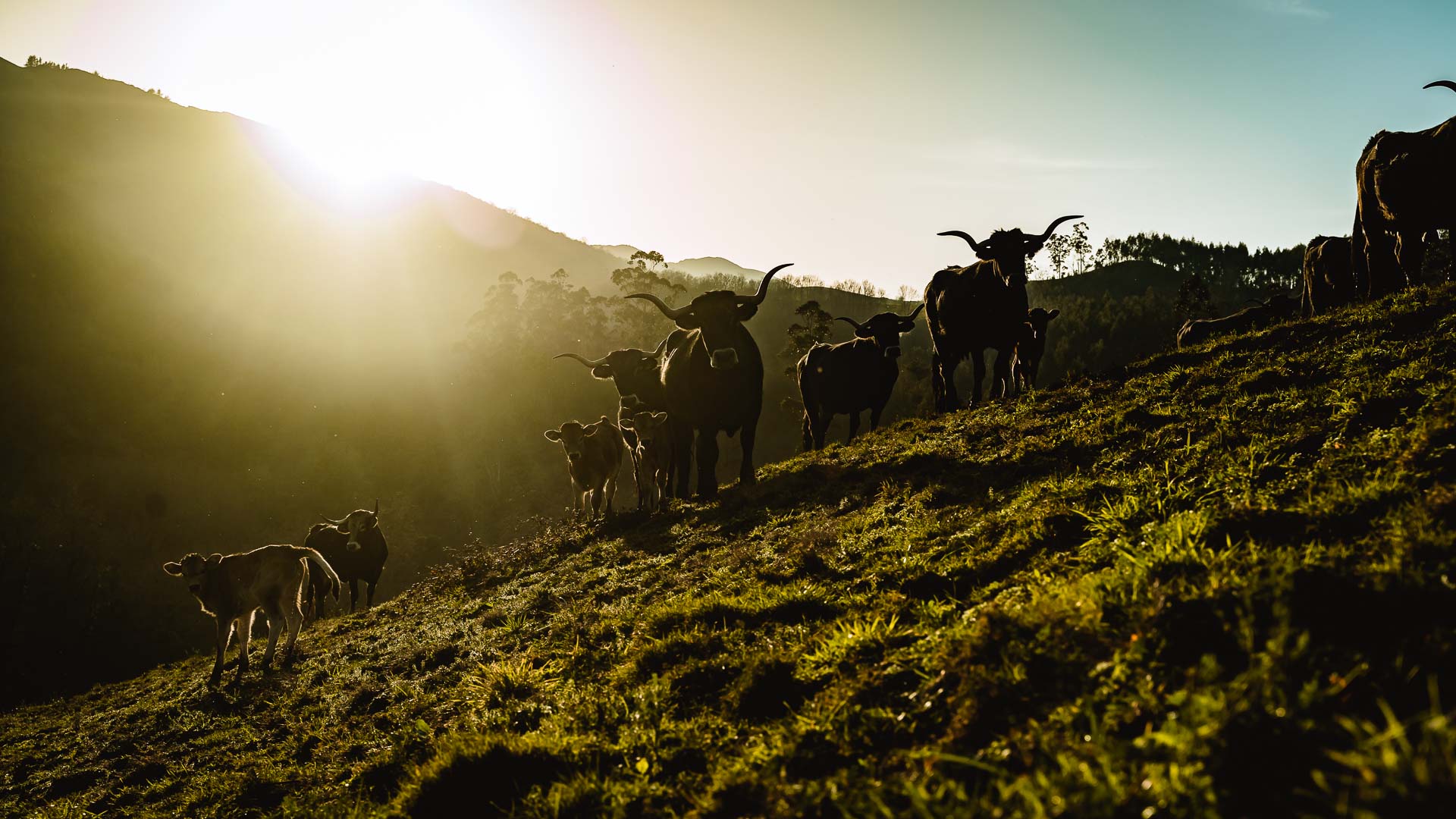 Vacas tudancas en libertad en Cantabria