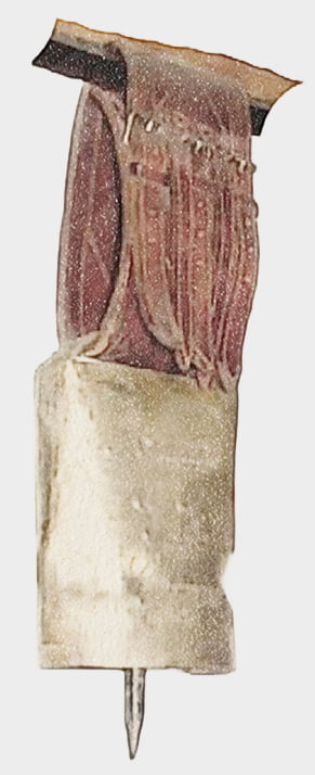 Campano tradicional de ganado de Cantabria