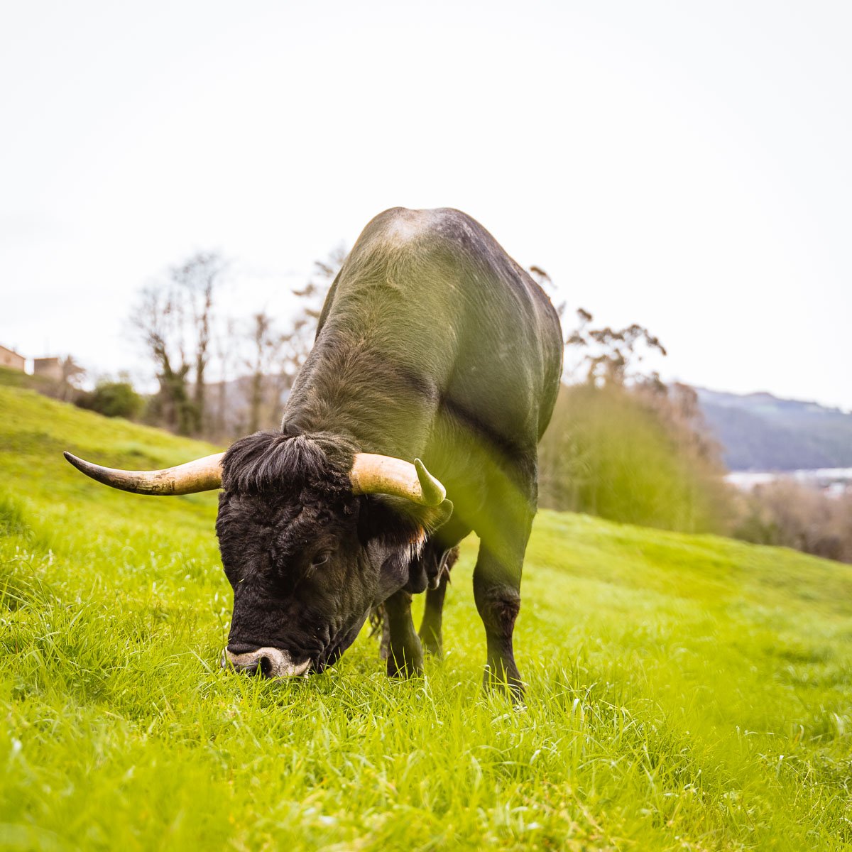 Toro de raza tudanca pastando en Cantabria