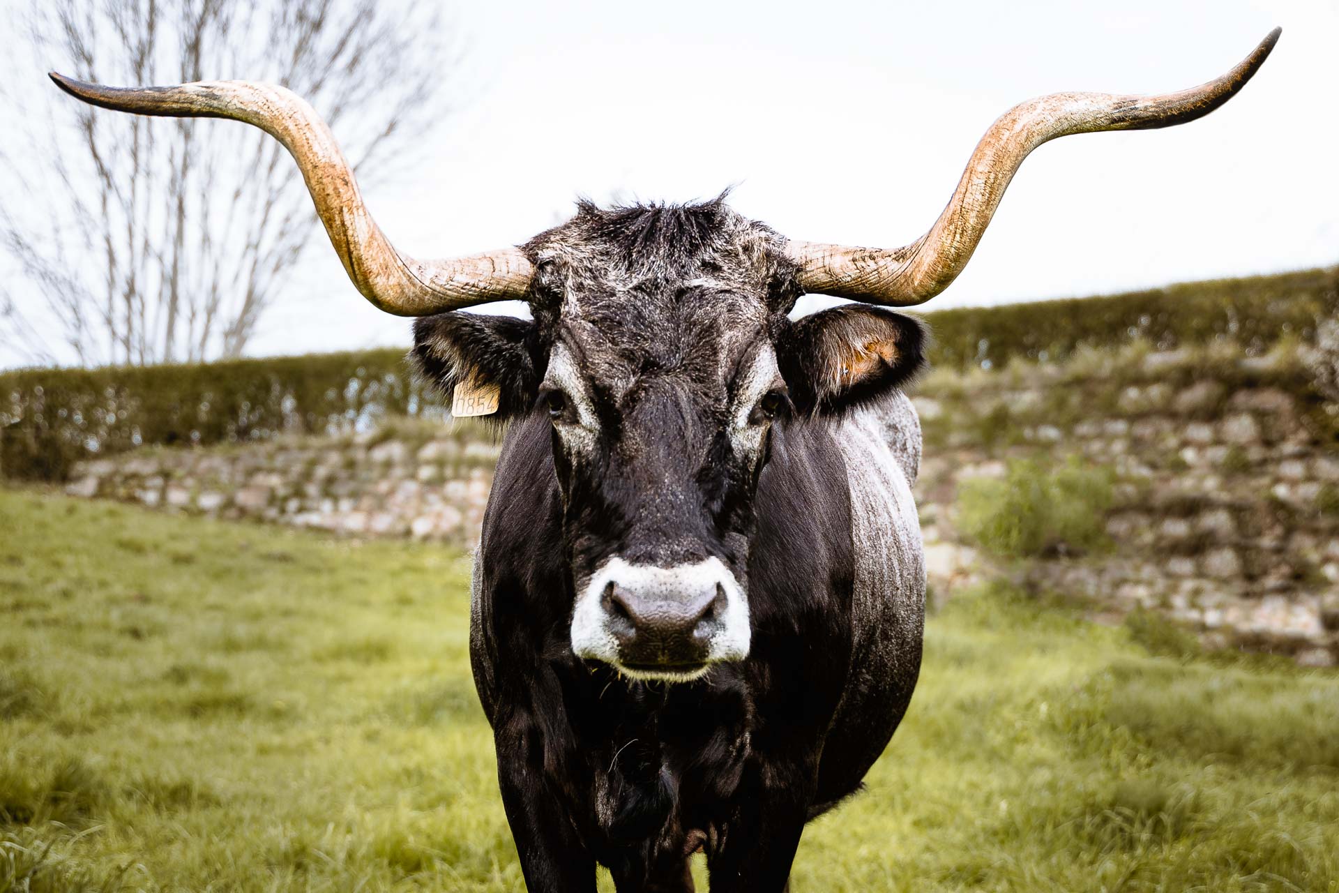 Vaca de raza tudanca pastando en Cantabria