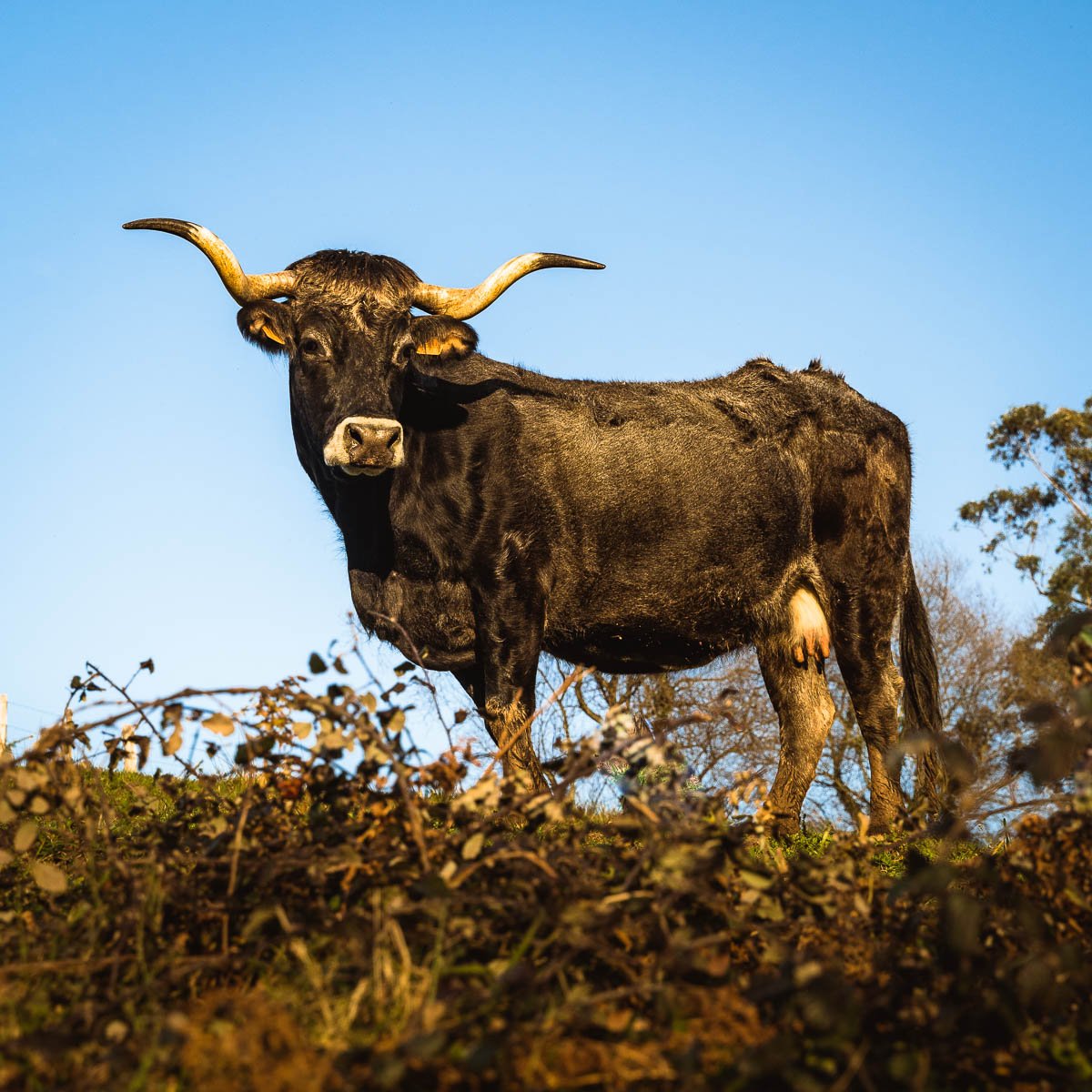 Vaca tudanca al atardecer en Cantabria