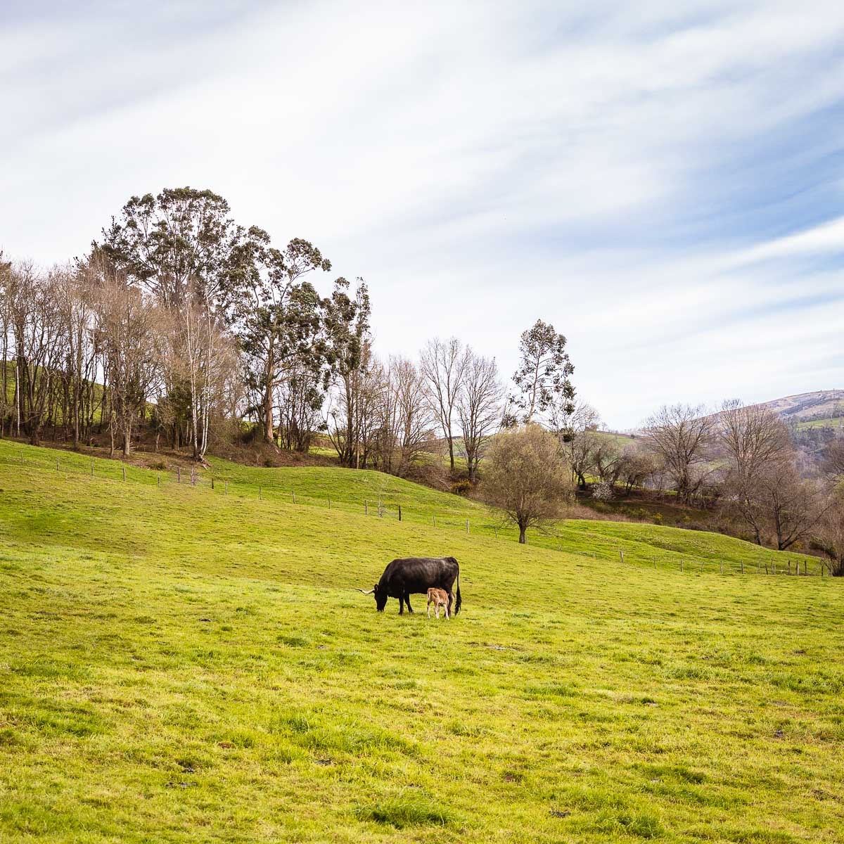Vacas tudancas pastando en libertad en Cantabria